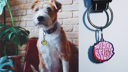 Why Every Dog Needs an ID Tag